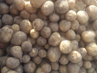 Hello, I am selling new potatoes, the possibility of
