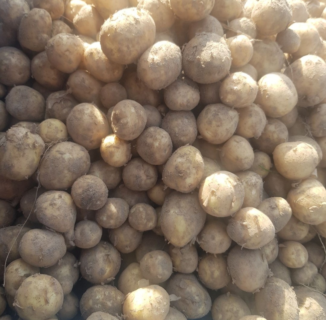 Hello, I am selling new potatoes, the possibility of delivery throughout Poland