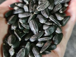 Sunflower seeds harvest year 2022. The product is cleaned,