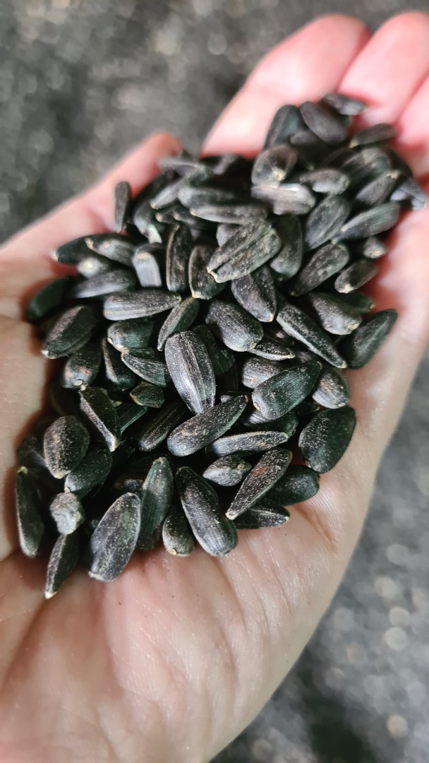 Sunflower seeds harvest year 2022