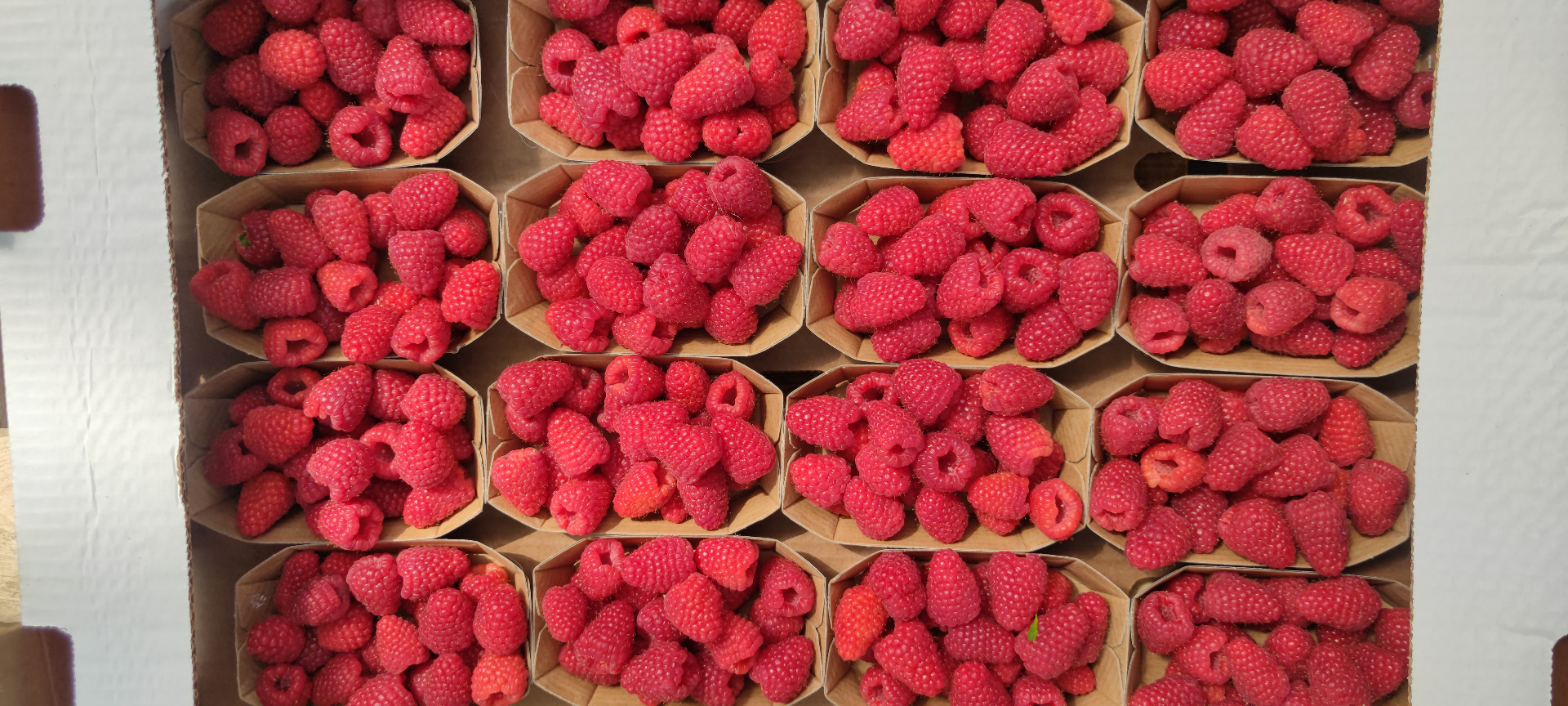 Good morning, I offer dessert raspberries of the Kwanza and Tulameen varieties packed in any package, pallet quantities