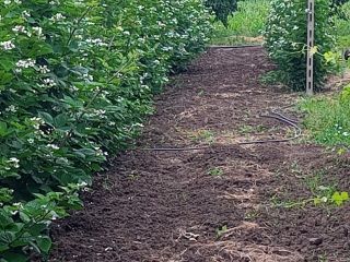 Mure thornfree starting July 15