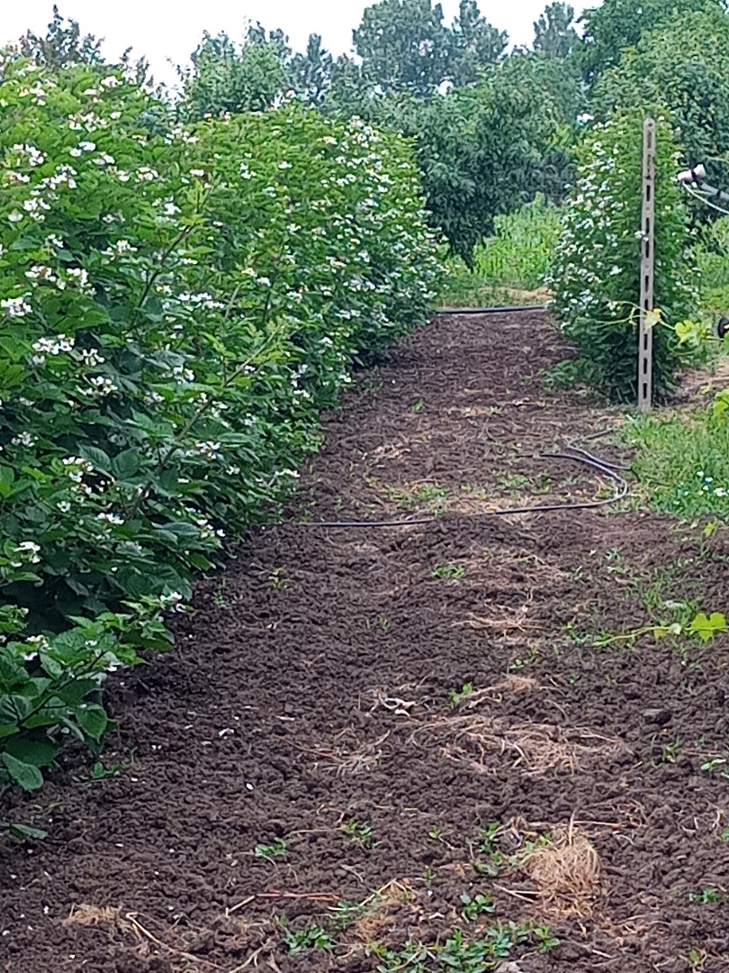 Mure thornfree starting July 15