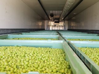 White Triumph gooseberry for sale, non-calibrated macanic collection in