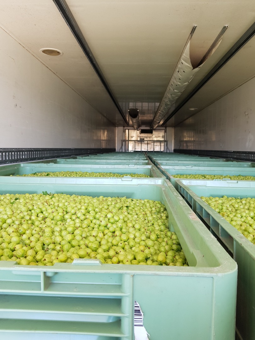 White Triumph gooseberry for sale, non-calibrated macanic collection in openwork kisten around June 15-17, full truck quantities