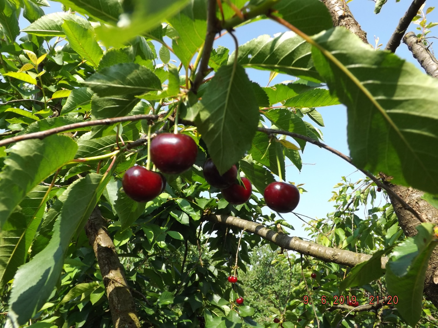 We are announcing a "pick it yourself" promotion for the sale of Érdi Jubileum sour cherries, which are ripe for picking and are owned by our company