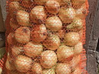 Swift Wolf winter onion. 15 kg bag, big bag