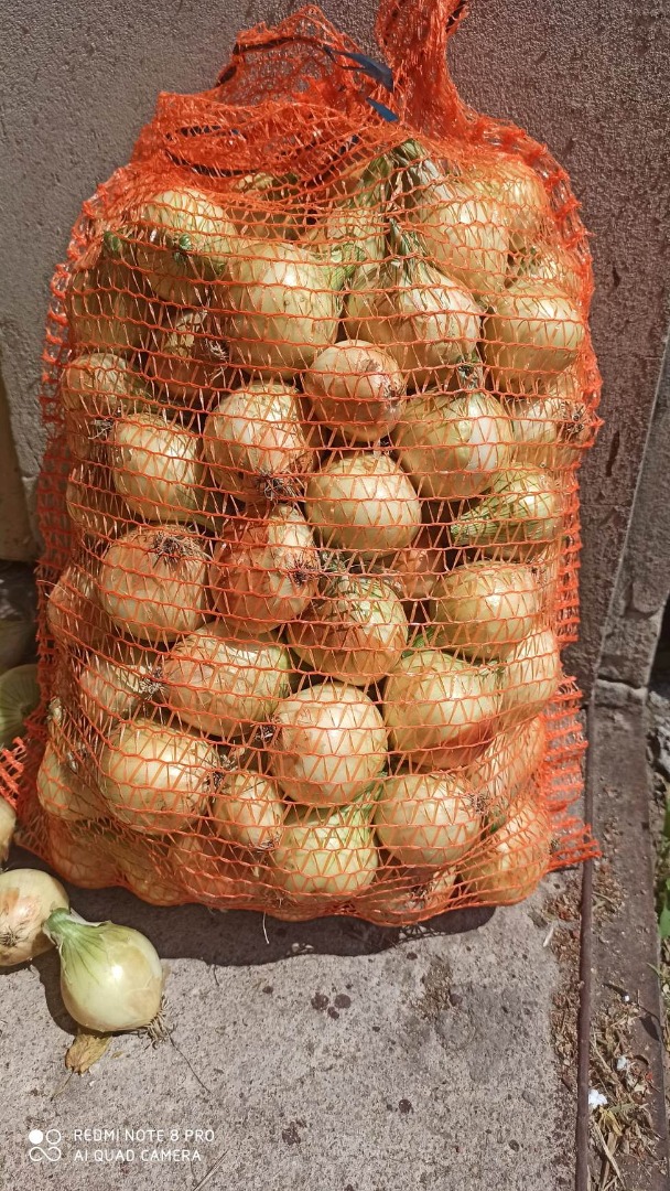Swift Wolf winter onion