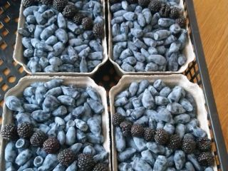Wojtek Zojka varieties plantation free from chemicals manual or