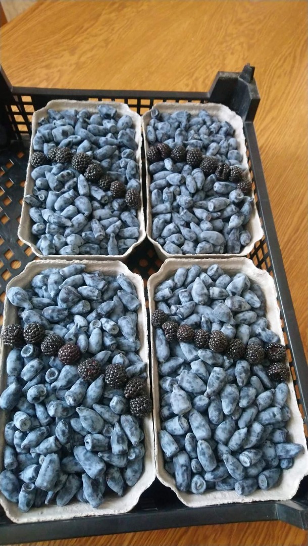 Wojtek Zojka varieties plantation free from chemicals manual or combine harvesting