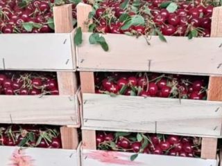 Fresh cherry erdi butermo