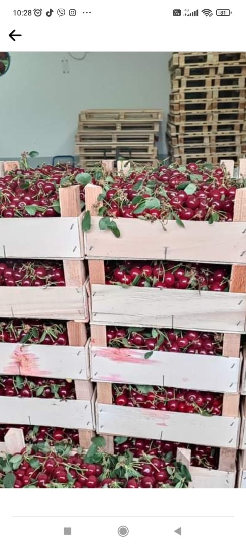 Fresh cherry erdi butermo