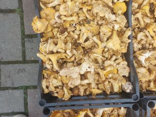 Chantarella mushrooms for sale fresh, frozen and dried for
