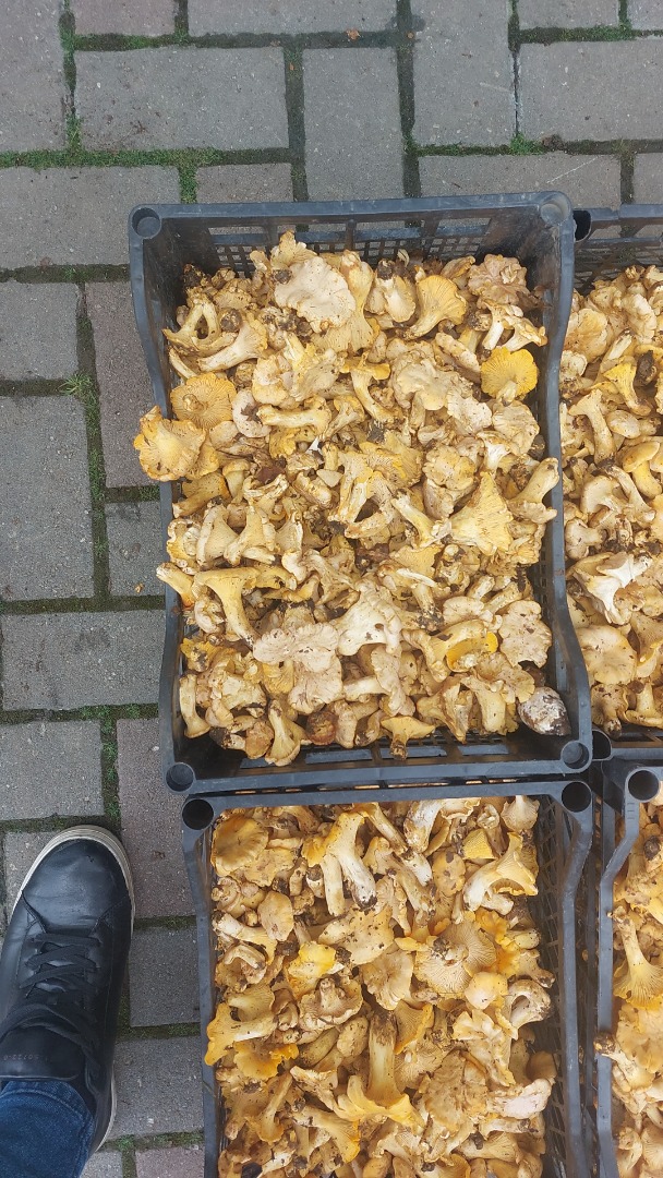 Chantarella mushrooms for sale fresh, frozen and dried for any information contact me