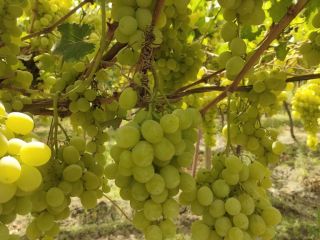 We are a supplier and grower of fresh grape