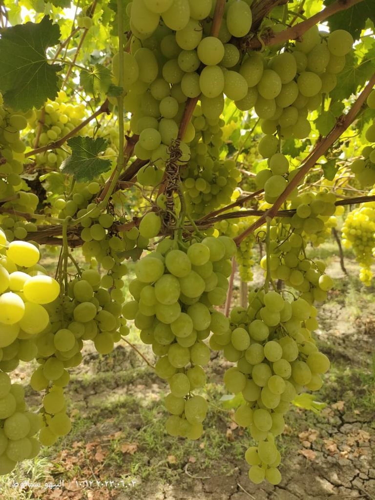 We are a supplier and grower of fresh grape from Egypt