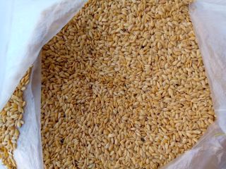 Golden linseed Purity - 98% Moisture content < 9%
