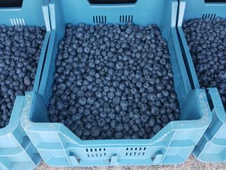 Fresh, delicious top quality Venlo