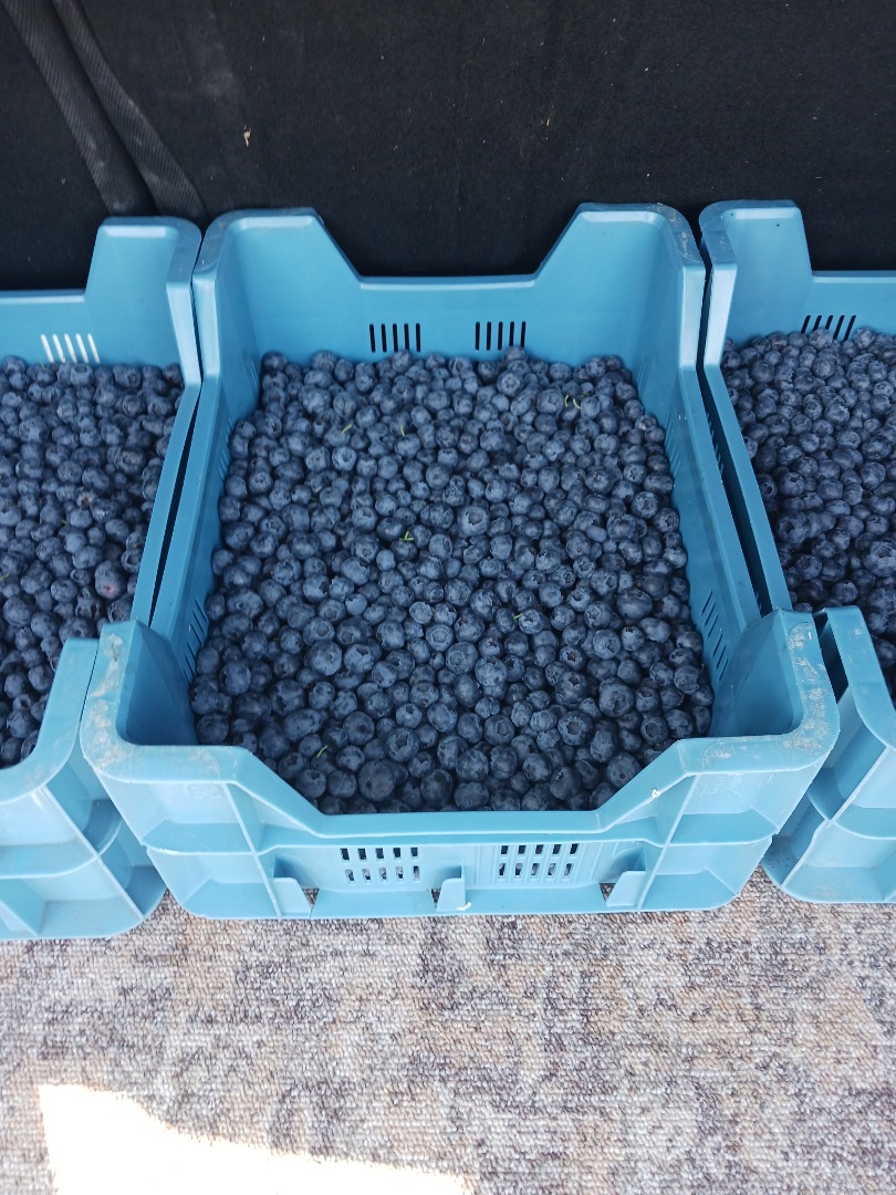 Fresh, delicious top quality Venlo