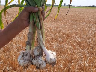 I'm selling inexpensive home-made garlic, chopped green - without