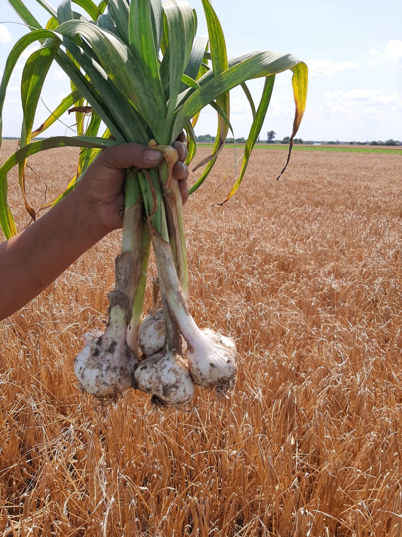I'm selling inexpensive home-made garlic, chopped green - without stems and feathers, and can also be in bunches with feathers