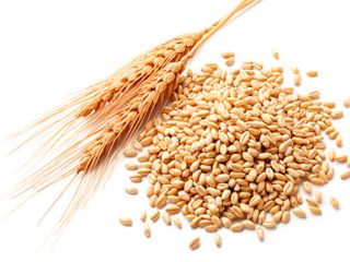 Wheat, corn, barley, soya for sale. Origin: Ukraine and