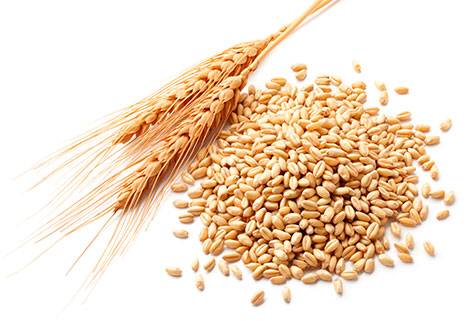 Wheat, corn, barley, soya for sale