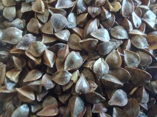 I will sell organic buckwheat seeds with an eco