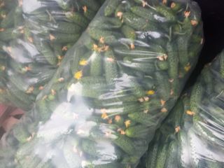 I sell fresh cucumbers.