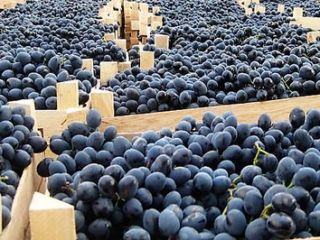 Fresh grapes from the Republic of Moldova, packed in