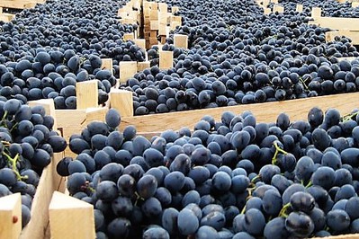 Fresh grapes from the Republic of Moldova, packed in wooden crates, 8-10 kg each