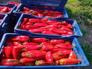 we supply good quality capia red pepper and other