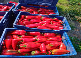 we supply good quality capia red pepper and other variety of pepper , we also supply Onions , Carrot and Potatoes