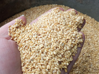 We sell golden flaxseed of own production from Ukraine.