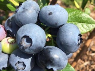 There are all necessary documents for export. Blueberry varieties