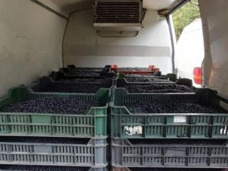 Fresh blueberries for sale!