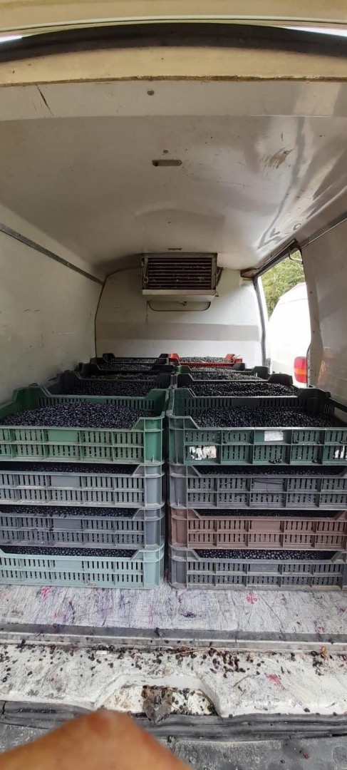 Fresh blueberries for sale!