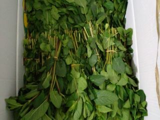 we can supply you with a high quality Mint