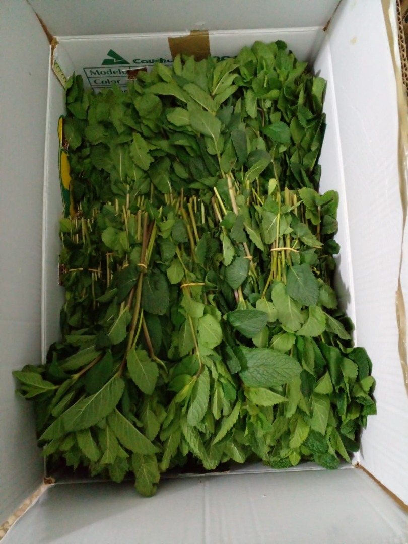 we can supply you with a high quality Mint if you're interested don't hesitate to contact us