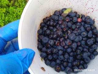 I will sell forest berries picked by hand...