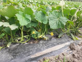 Hello. From about July 10, I will have organic