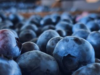 We sell cultured blueberries. Quality I. We hold GlobalGap
