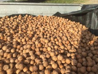 I am selling walnuts in shell Milotai variety Packaging: