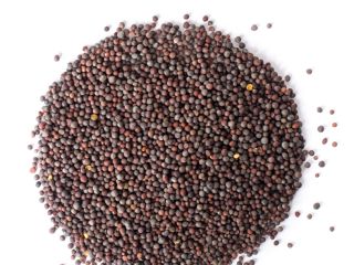 I will sell black mustard seeds! Grain has a