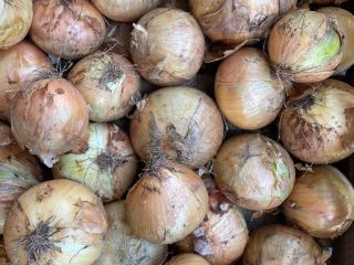 This year's onion, hard, dry, with a husk, 30