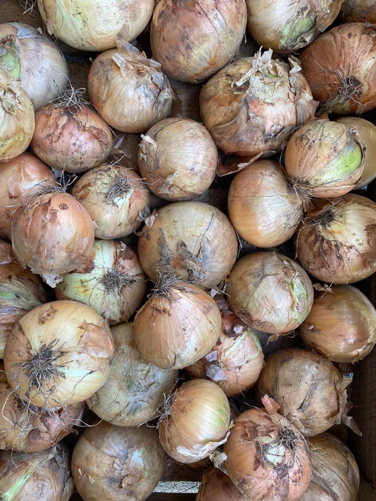 This year's onion, hard, dry, with a husk, 30 kg bag, caliber 6-8, price: PLN 2.8, quantity from 20 tons