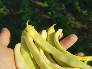 I am selling green beans from June 30 to