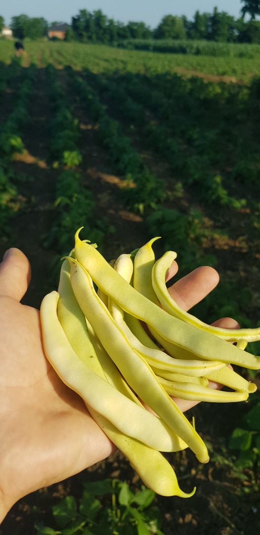 I am selling green beans from June 30 to July 15