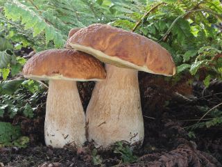 Mushrooms of the species Boletus Edulis Cut in halves