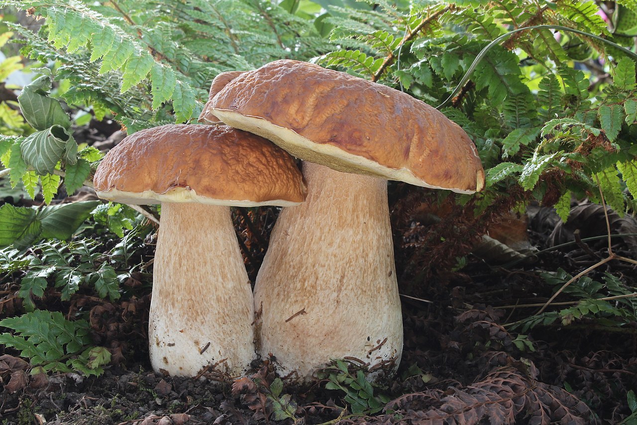Mushrooms of the species Boletus Edulis Cut in halves or quarters Mixture of legs and caps Without odors and foreign bodies Packed in polythene bags Quality I